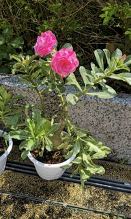 Japanese Mini Porte Bonheur Rose, Furniture & Home Living