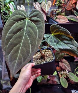 (Category: ) located in . Submitted by understorybotanics (Listing ID 1452992083, Image 1). Description: .