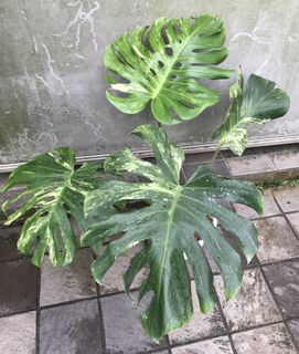 (Category: ) located in . Submitted by PlantsRanger (Listing ID 1452918608, Image 1). Description: .