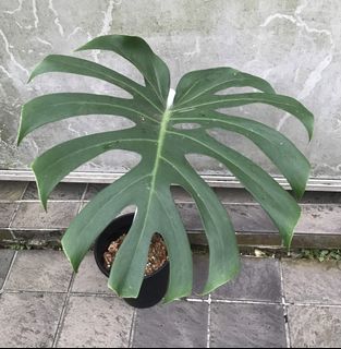 (Category: ) located in . Submitted by PlantsRanger (Listing ID 1452917456, Image 1). Description: .