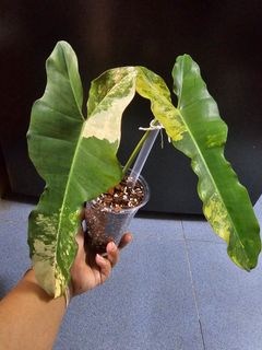 (Category: ) located in . Submitted by happygrowing (Listing ID 1452879708, Image 1). Description: .