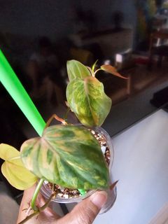 (Category: ) located in . Submitted by happygrowing (Listing ID 1452880739, Image 1). Description: .