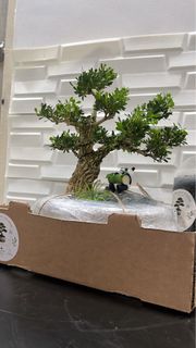 (Category: ) located in . Submitted by thplantstudio (Listing ID 1452910135, Image 1). Description: .