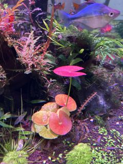(Category: ) located in . Submitted by agathach (Listing ID 1452964748, Image 1). Description: .
