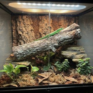 (Category: ) located in . Submitted by organic_chestnuts (Listing ID 1452928729, Image 1). Description: .