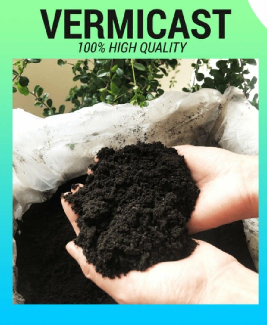 vermicast pure high quality (Category: Soil & Fertilisers) located in Calauan. Submitted by thor09 (Listing ID 1453048207, Image 3). Description: vermicast pure high quality 50 kls P650 we deliver via lalamove located bay, laguna.