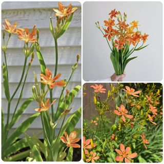 （分類：）位於 。 由 sharonlaulsl 提交（商品編號 1447512573，圖片 1）。簡介： 。