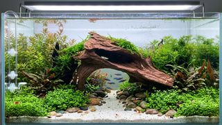 (Category: ) located in . Submitted by elmohi5 (Listing ID 1447507991, Image 1). Description: .