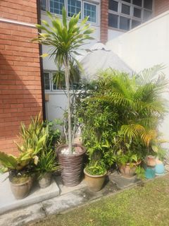 (Category: ) located in . Submitted by opetra (Listing ID 1447486117, Image 1). Description: .