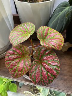 (Category: ) located in . Submitted by jubilantplants (Listing ID 1447578295, Image 1). Description: .