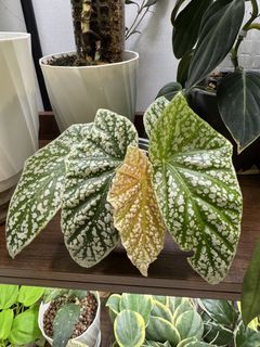 (Category: ) located in . Submitted by jubilantplants (Listing ID 1447579550, Image 1). Description: .