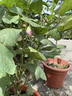 (Category: ) located in . Submitted by gardenfunfarm (Listing ID 1447637631, Image 1). Description: .