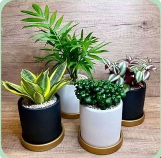 (Category: ) located in . Submitted by lushglassdoor (Listing ID 1447471682, Image 1). Description: .