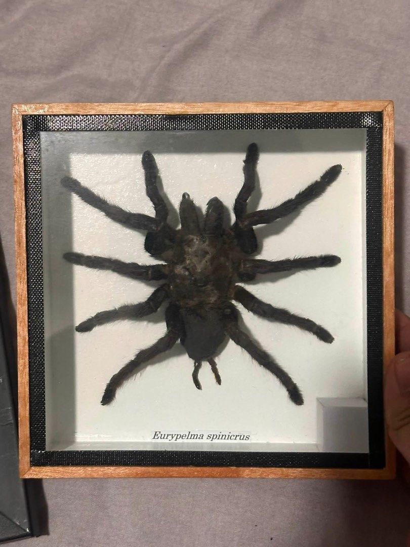 Framed Eurypelma spinicrus Tarantula Specimen (Category: Frames & Pictures) located in Quezon City. Submitted by turpentinechaser (Listing ID 1447667661, Image 1). Description: Framed Eurypelma spinicrus tarantula specimen. Mounted in a wooden frame with white backing. Perfect for collectors or unique decor..