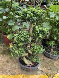 (Category: ) located in . Submitted by gardenfunfarm (Listing ID 1447637994, Image 1). Description: .