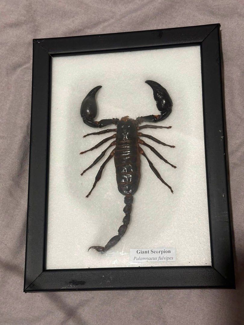 Giant Scorpion Framed Display - Palamnaeus fulvipes (Category: Frames & Pictures) located in Quezon City. Submitted by turpentinechaser (Listing ID 1447667656, Image 1). Description: Framed Palamnaeus fulvipes scorpion. Perfect for collectors or unique decor. Ready to display..