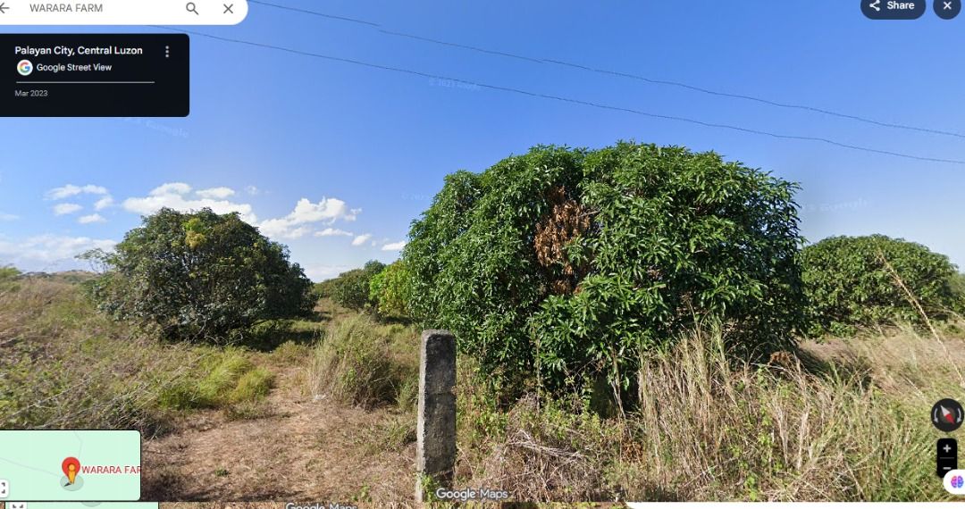 MANGO FARM IN PALAYAN CITY (Category: Lot) located in Cabanatuan. Submitted by brokerbaldo22 (Listing ID 1447639140, Image 3). Description: INVEST IN A PRODUCTIVE MANGO FARM IN PALAYAN CITY! Own a prime agricultural property with great investment potential in the heart of Nueva Ecija! Whether you're looking to expand your farming business, develop an agri-tourism destination, or secure a long-term investment, this mango farm is an excellent oppor