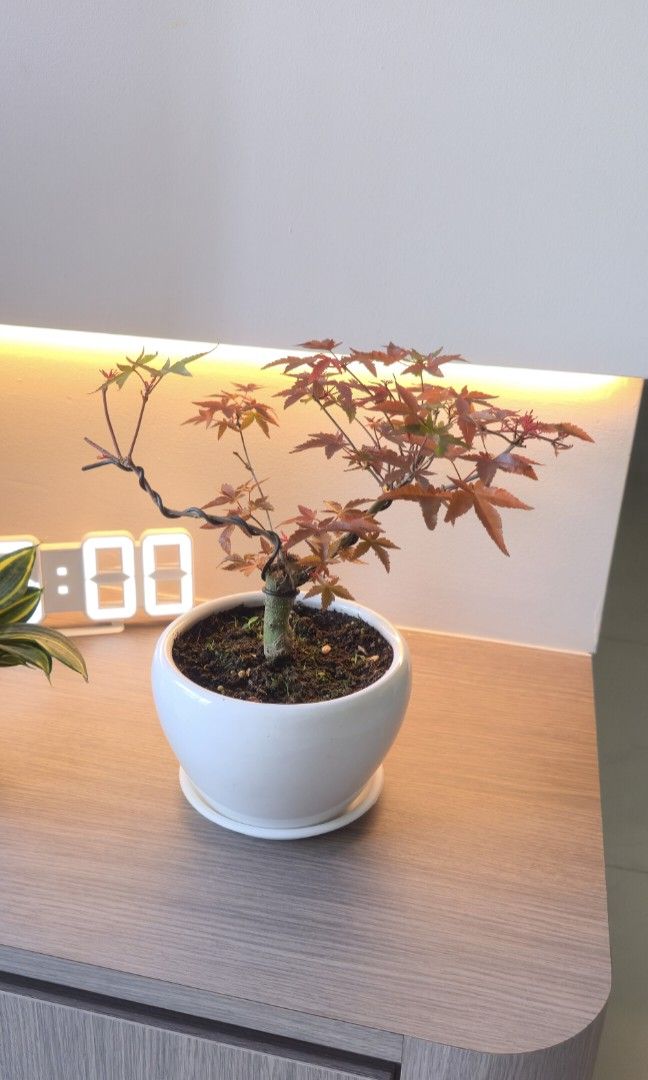 Maple red bonsai (Category: Plants & Seeds) located in Singapore. Submitted by tendgarden (Listing ID 1447584635, Image 2). Description: You may collect the plant at 322B Tengah Drive, or I can arrange delivery to your home. Delivery fees range from $6–$20 per trip, depending on the distance. I will share my plant care tips with you when you receive the plant (fertilizer, watering, etc.). If you would like to see more photos of the plant, please 