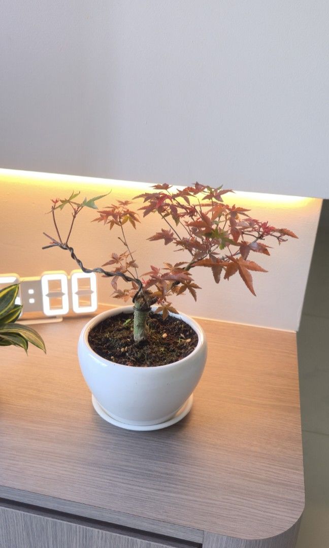 Maple red bonsai (Category: Plants & Seeds) located in Singapore. Submitted by tendgarden (Listing ID 1447584635, Image 3). Description: You may collect the plant at 322B Tengah Drive, or I can arrange delivery to your home. Delivery fees range from $6–$20 per trip, depending on the distance. I will share my plant care tips with you when you receive the plant (fertilizer, watering, etc.). If you would like to see more photos of the plant, please 