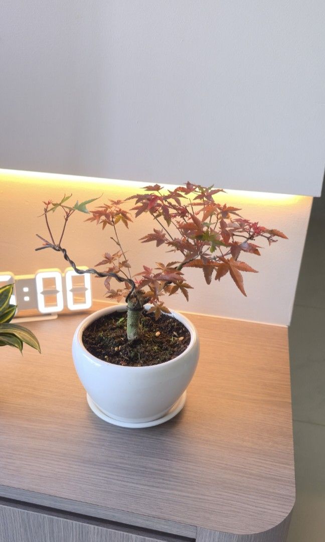 Maple red bonsai (Category: Plants & Seeds) located in Singapore. Submitted by tendgarden (Listing ID 1447584635, Image 1). Description: You may collect the plant at 322B Tengah Drive, or I can arrange delivery to your home. Delivery fees range from $6–$20 per trip, depending on the distance. I will share my plant care tips with you when you receive the plant (fertilizer, watering, etc.). If you would like to see more photos of the plant, please 