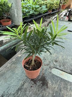 (Category: ) located in . Submitted by gardenfunfarm (Listing ID 1447637116, Image 1). Description: .