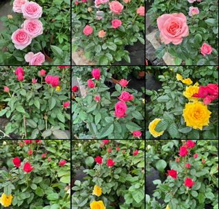(Category: ) located in . Submitted by gardenfunfarm (Listing ID 1447635740, Image 1). Description: .