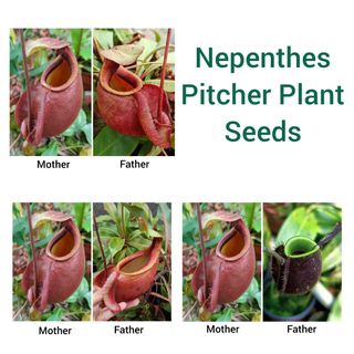(Category: ) located in . Submitted by midnight_garden (Listing ID 1354574158, Image 1). Description: .