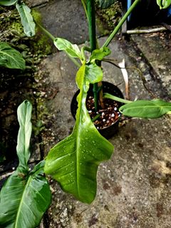 (Category: ) located in . Submitted by plantedbydan (Listing ID 1447612869, Image 1). Description: .