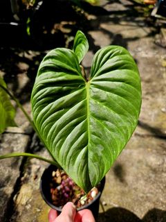 (Category: ) located in . Submitted by plantedbydan (Listing ID 1447542034, Image 1). Description: .
