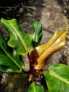 (Category: ) located in . Submitted by plantedbydan (Listing ID 1447547118, Image 1). Description: .