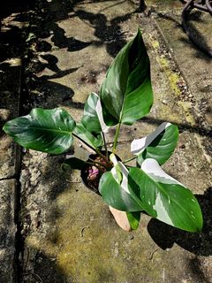 (Category: ) located in . Submitted by plantedbydan (Listing ID 1447544347, Image 1). Description: .