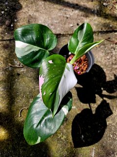 (Category: ) located in . Submitted by plantedbydan (Listing ID 1447545434, Image 1). Description: .