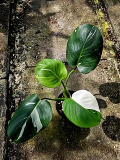 (Category: ) located in . Submitted by plantedbydan (Listing ID 1447546138, Image 1). Description: .