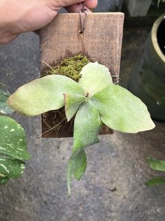 (Category: ) located in . Submitted by sghaworthiahabitat (Listing ID 1447508289, Image 1). Description: .