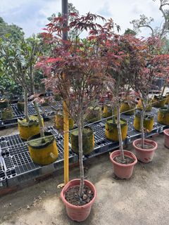 (Category: ) located in . Submitted by gardenfunfarm (Listing ID 1447635362, Image 1). Description: .