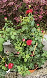 (Category: ) located in . Submitted by tendgarden (Listing ID 1447614975, Image 1). Description: .