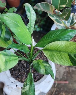 (Category: ) located in . Submitted by plantcorner (Listing ID 1447575089, Image 1). Description: .