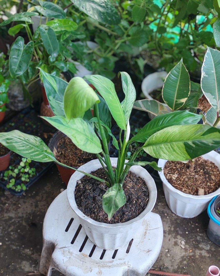 Variegated peace lily (Category: Soil & Fertilisers) located in Quezon City. Submitted by plantcorner (Listing ID 1447575089, Image 2). Description: .