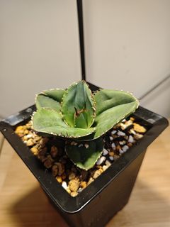 （分類：）位於 。 由 plantplayer 提交（商品編號 1447881573，圖片 1）。簡介： 。