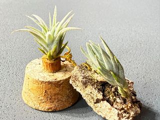 （分類：）位於 。 由 tom_nook 提交（商品編號 1447863696，圖片 1）。簡介： 。