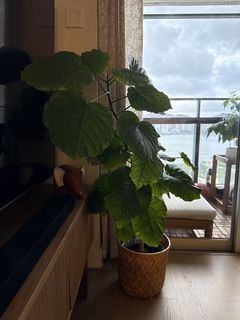 （分類：）位於 。 由 chaptertwofinds 提交（商品編號 1447790974，圖片 1）。簡介： 。
