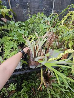 （分類：）位於 。 由 PlantFever 提交（商品編號 1447816903，圖片 1）。簡介： 。