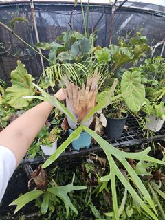 （分類：）位於 。 由 PlantFever 提交（商品編號 1447814085，圖片 1）。簡介： 。