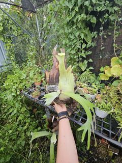 （分類：）位於 。 由 PlantFever 提交（商品編號 1447809670，圖片 1）。簡介： 。