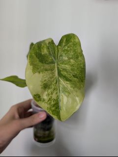 (Category: ) located in . Submitted by toto.leaf (Listing ID 1447757550, Image 1). Description: .