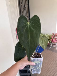 (Category: ) located in . Submitted by tropicalgardenerd (Listing ID 1447831034, Image 1). Description: .