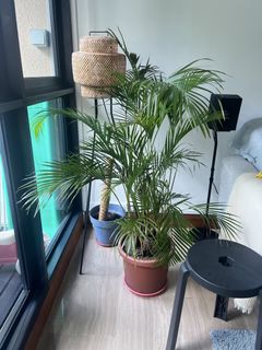 (Category: ) located in . Submitted by nishi. (Listing ID 1447723794, Image 1). Description: .