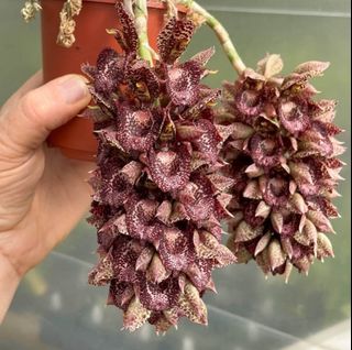 Other Orchid species and hybrids Collection item 3