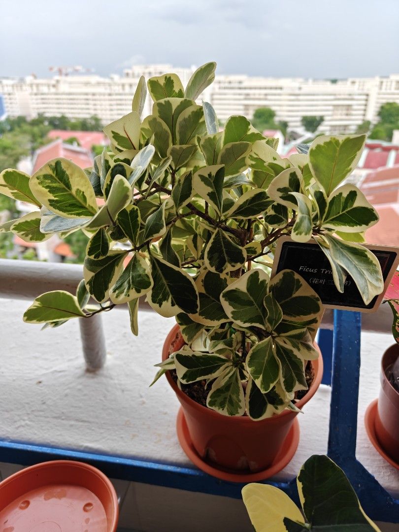Ficus Triangularis (Category: Plants & Seeds) located in Singapore. Submitted by CocoB (Listing ID 1447782530, Image 1). Description: .