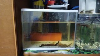 (Category: ) located in . Submitted by aariff_249 (Listing ID 1447826156, Image 1). Description: .